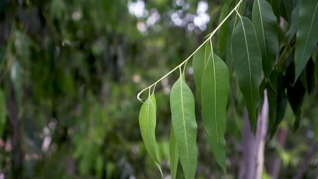 Close up branch leaves of Eucalyptus tree, Eucalyptus forest. leaf branches eucalyptus.