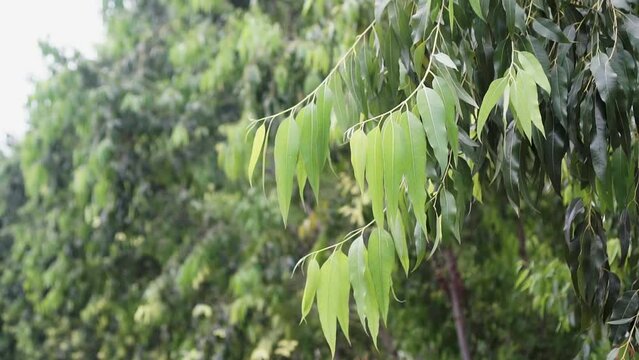 Close up branch leaves of Eucalyptus tree, Eucalyptus forest. leaf branches eucalyptus.