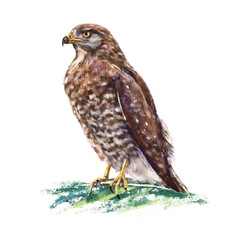 Isolated realistic standing Butastur indicus in digital pastel drawing illustration art 