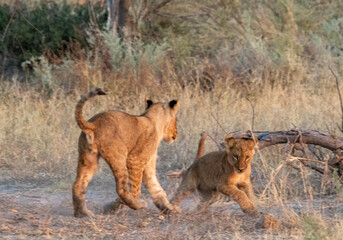 Two young African lion cubs play games with other in the African bush