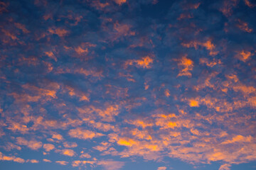 Stunning orange altocumulus clouds at sunset / sunrise. Amazing colorful sky.  Orange clouds on blue sky background - obrazy, fototapety, plakaty