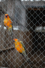 Yellow and orange parrot in a cage at public park 