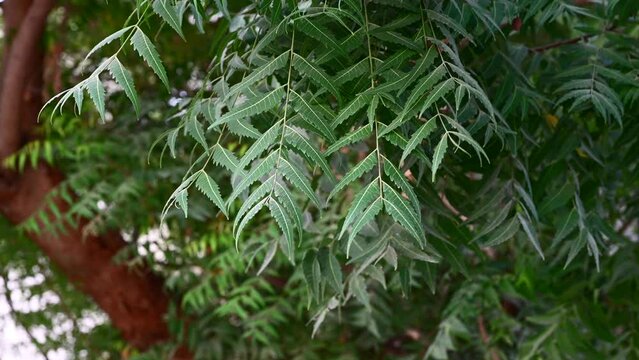 Leaves of neem tree also known as Azadirachta indica, Branches of neem tree during a bright sunny day, mahogany family Meliaceae, Natural Medicine