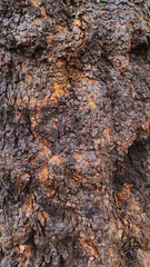 Close up of dark and knotty, textured tree bark