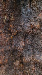 Close up of dark and knotty, textured tree bark