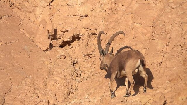 Large male Ibex climbing cliff and jumpin close up, Israel

Israel Ibex wildlife in the sunner, 2022
