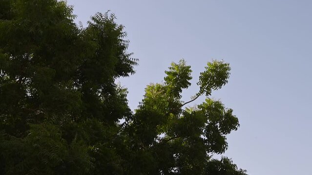 Azadirachta indica, Branches of neem tree during a bright sunny day, mahogany family Meliaceae