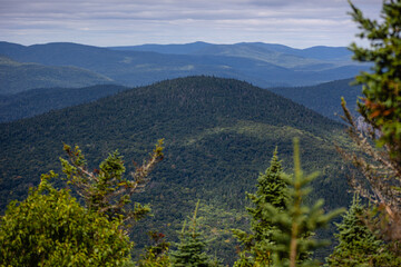 Lush boreal forest panorama view from the top