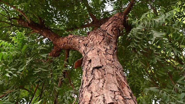 Neem tree bark, an old neem tree also known as Azadirachta indica, branches of neem tree during a bright sunny day also used as Natural Medicine
