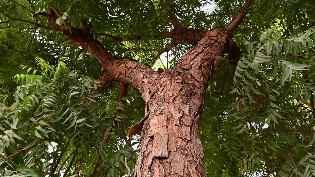 Neem tree bark, an old neem tree also known as Azadirachta indica, branches of neem tree during a bright sunny day also used as Natural Medicine