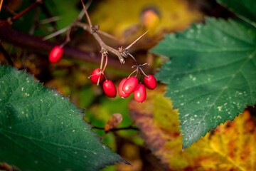 Red berries in autumn - obrazy, fototapety, plakaty