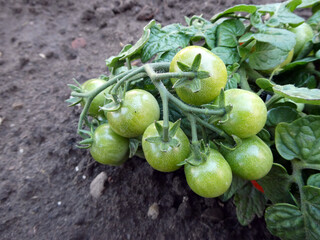 Tomatenpfanze mit Tomaten