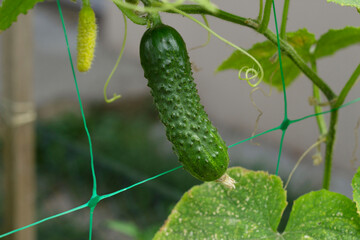 two green cucumbers weigh on the bed. Cucumber stalks and flowers are nearby.