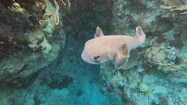 Close-up of a spotted porcupinefish (Diodon hystrix) in a coral reef in the red sea