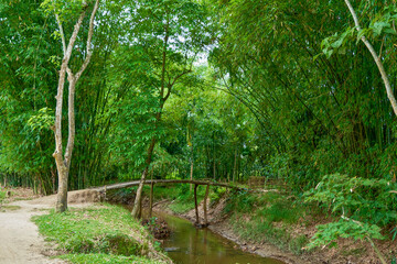 Bamboo bridge over a canal in rural Assam