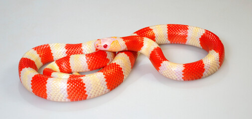 Honduran milk snake // Honduras Königsnatter (Lampropeltis triangulum hondurensis, Lampropeltis hondurensis) - Albino © bennytrapp