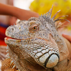 iguana lizard head portrait with multi color scale in close up