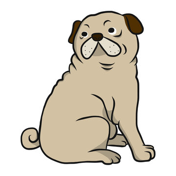 Cute fat pug cartoon illustration	

