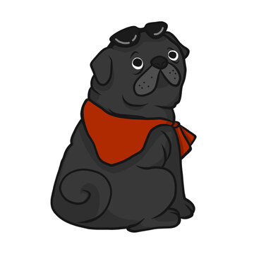 Black fat pug wear red scarf cartoon illustration	
