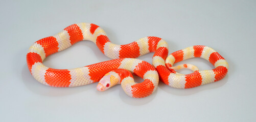 Honduran milk snake // Honduras Königsnatter (Lampropeltis triangulum hondurensis, Lampropeltis hondurensis) - Albino © bennytrapp