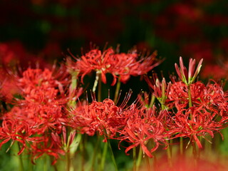 ヒガンバナ, The Red Cluster Amaryllis
