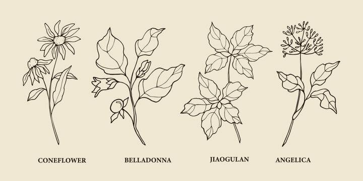 Hand drawn medicinal plants. Botanical illustration