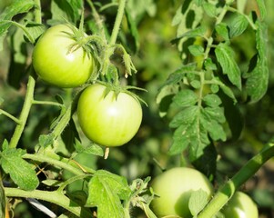 green tomatoes in the garden. Growing organic vegetables in the open ground on a private pilot.