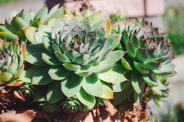 Common Houseleek plant. Sempervivum tectorum. Close up shot.