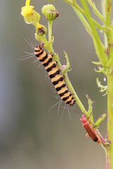 chenille goutte de sang
