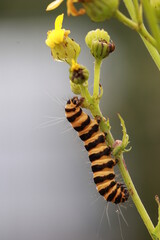 chenille goutte de sang