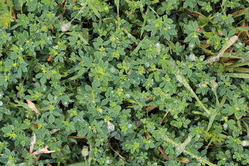 Fond v&eacute;g&eacute;tal champ&ecirc;tre
