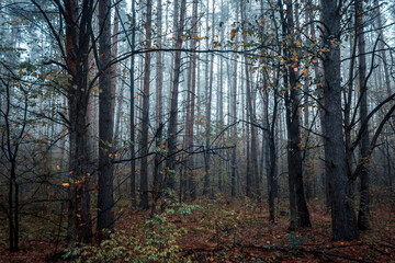 Obraz premium Beautiful forest on a foggy autumn morning. Footpath in the dark, fairy, autumn, mysterious forest, among high trees with leaves.