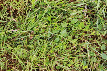 Fond végétal champêtre
