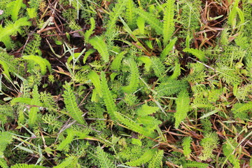 Fond v&eacute;g&eacute;tal champ&ecirc;tre
