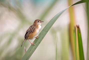 Zitting cisticola or streaked fantail warbler.
