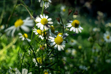 White flowers in summer © PQ