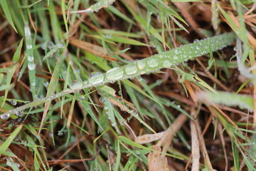 Fond végétal champêtre
