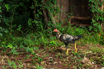 rooster cock in grass field
