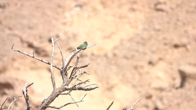 Bee Eater on dead branch

Israel Desert wildlife, 2022
