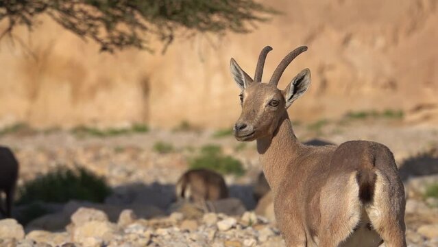 Herd of Ibex in desert beneath acacia tree close up

Israel Ibex wildlife in the sunner, 2022
