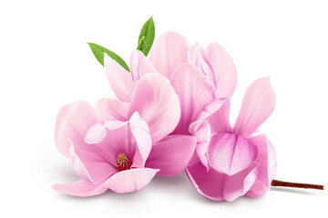 Pink magnolia flower isolated on white background with full depth of field