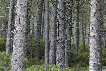 Pine trees in Corsica