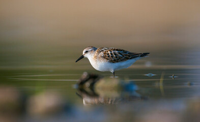  Little Stint (Calidris minuta) is  is a wetland bird that lives in the northern parts of the European and Asian continents. It feeds in swampy areas.