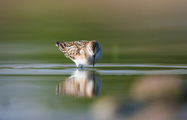  Little Stint (Calidris minuta) is  is a wetland bird that lives in the northern parts of the European and Asian continents. It feeds in swampy areas.
