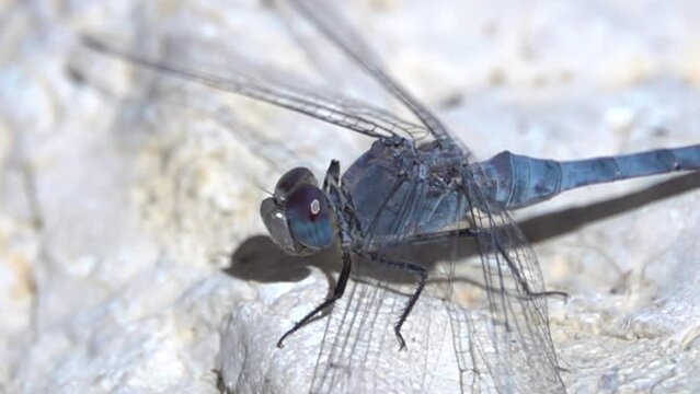 Dragonfly on limestone rock close up taking off
Israel Desert wildlife, 2022

