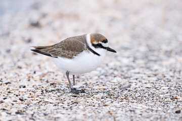 シロチドリ雄 (Kentish plover)