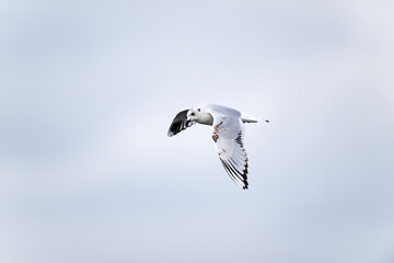 ズグロカモメ第一回冬羽飛翔 (Saunders's gull)