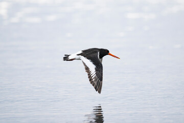 ミヤコドリ飛翔 (Oystercatcher)