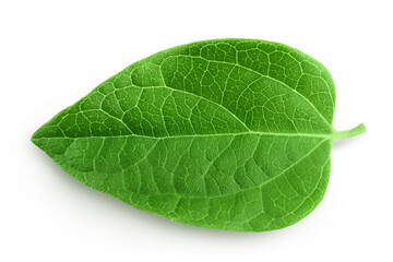 Fototapeta na wymiar Fresh honeysuckle leaf isolated on white background with full depth of field. Top view. Flat lay.