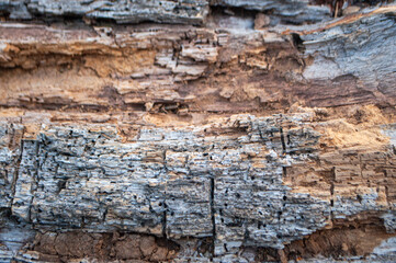 Closeup texture of tree bark. Pattern of natural tree bark background.